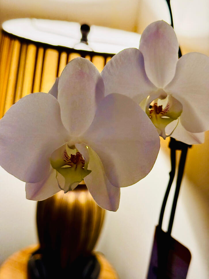Serene macro photograph of delicate blue and white orchids captured on iPhone in soft natural light. Peaceful botanical detail perfect for calming wall art in bedrooms, offices, or spa spaces. High-resolution print from Digital Hand Studio, Florida.