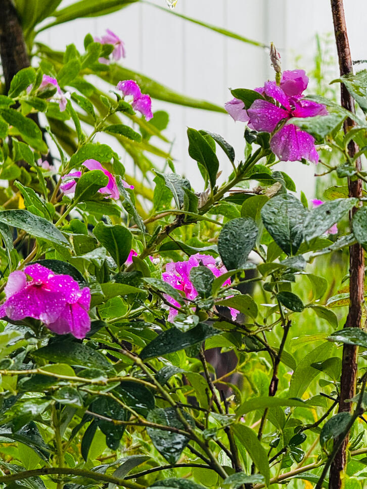 Fresh dewy purple blooms in a lush bush captured right after rain. Tranquil Florida garden photography evoking renewal and calm. Beautiful large-format wall art for nature lovers and peaceful home decoration.