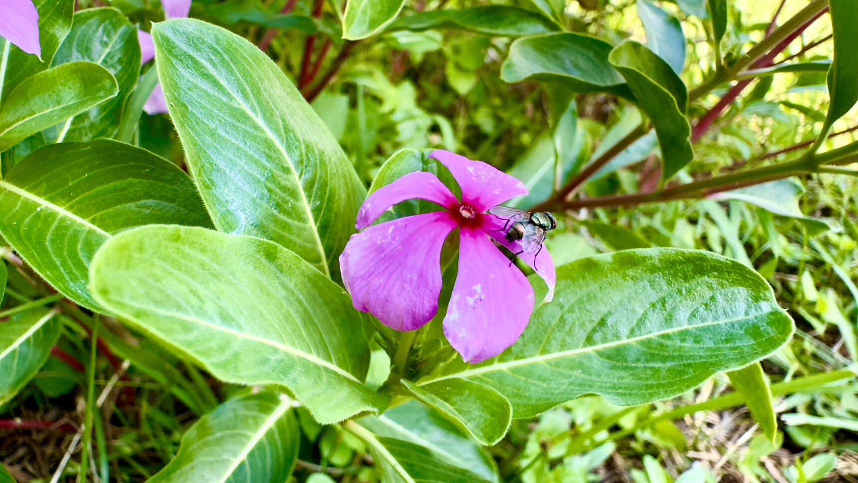 Charming purple flower visited by a bee in a natural garden setting. Delightful macro nature photography capturing peaceful wildlife interaction. Unique calming wall art for bedrooms or offices.