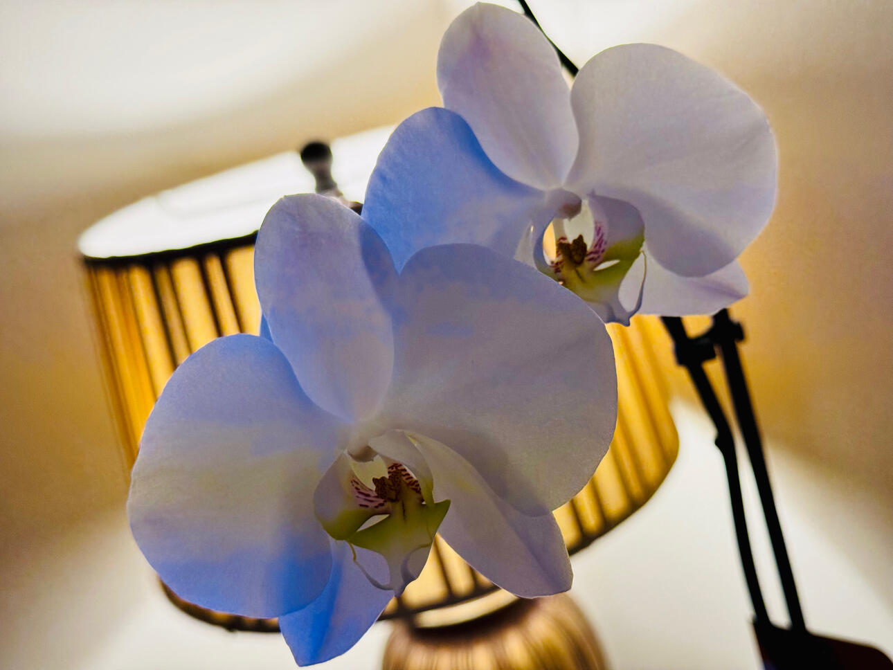 Graceful white orchid illuminated by soft indoor lamp glow. Elegant and minimalist botanical photography perfect for sophisticated, calming interiors. High-quality iPhone capture from Digital Hand Studio.