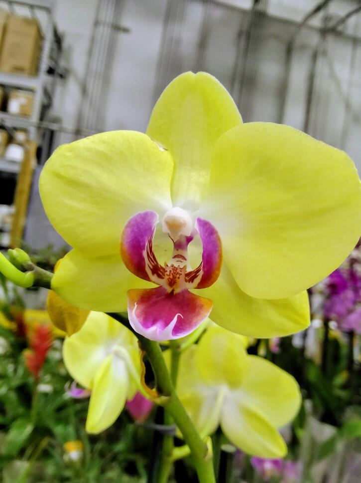Striking close-up of a bright yellow orchid accented by soft purple tones. Vibrant yet calming iPhone nature photography ideal for adding warmth and serenity to living rooms or modern interiors. Premium fine art print ready.