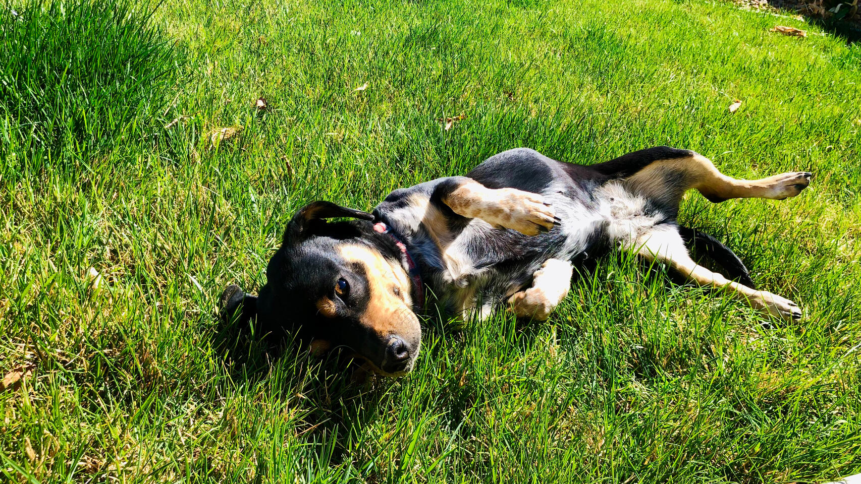 Adorable black and tan dog rolling happily in lush green grass. Fun, carefree moment captured in Florida that brings smiles and calm energy to any room.