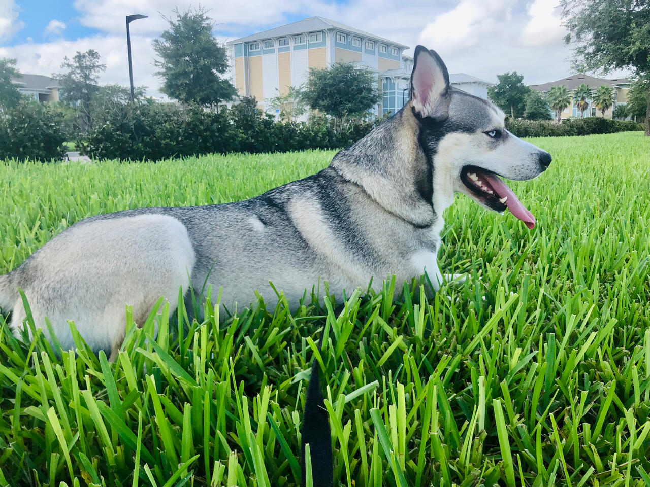 Florida Paws - Majestic Black and Tan Husky in Grass - Alert Portrait Description: Striking black and grey Husky sitting proudly in vibrant grass with alert expression. Regal and expressive pet portrait ideal for large-format wall art.