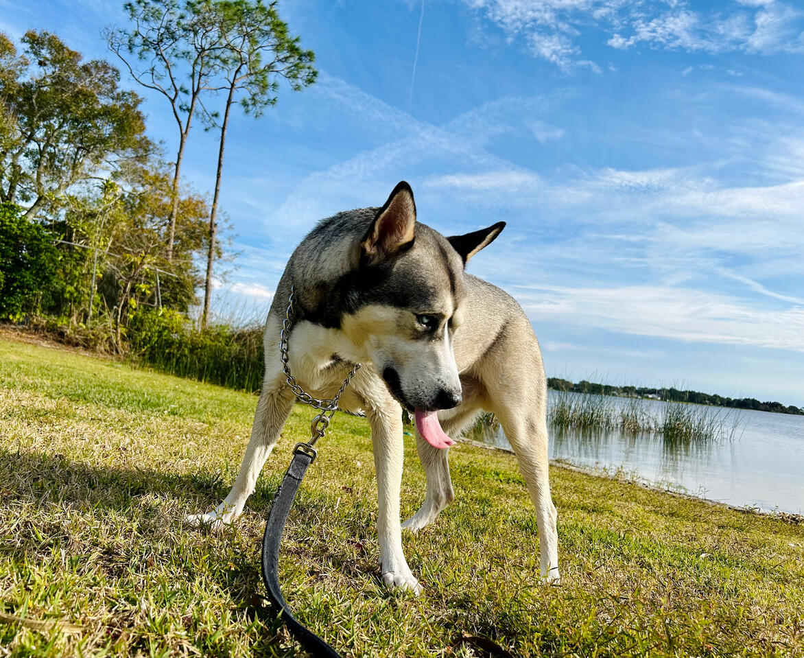 Beautiful Husky enjoying the lakeside on a bright Florida day. Peaceful blend of pet and landscape photography for calming home decor.