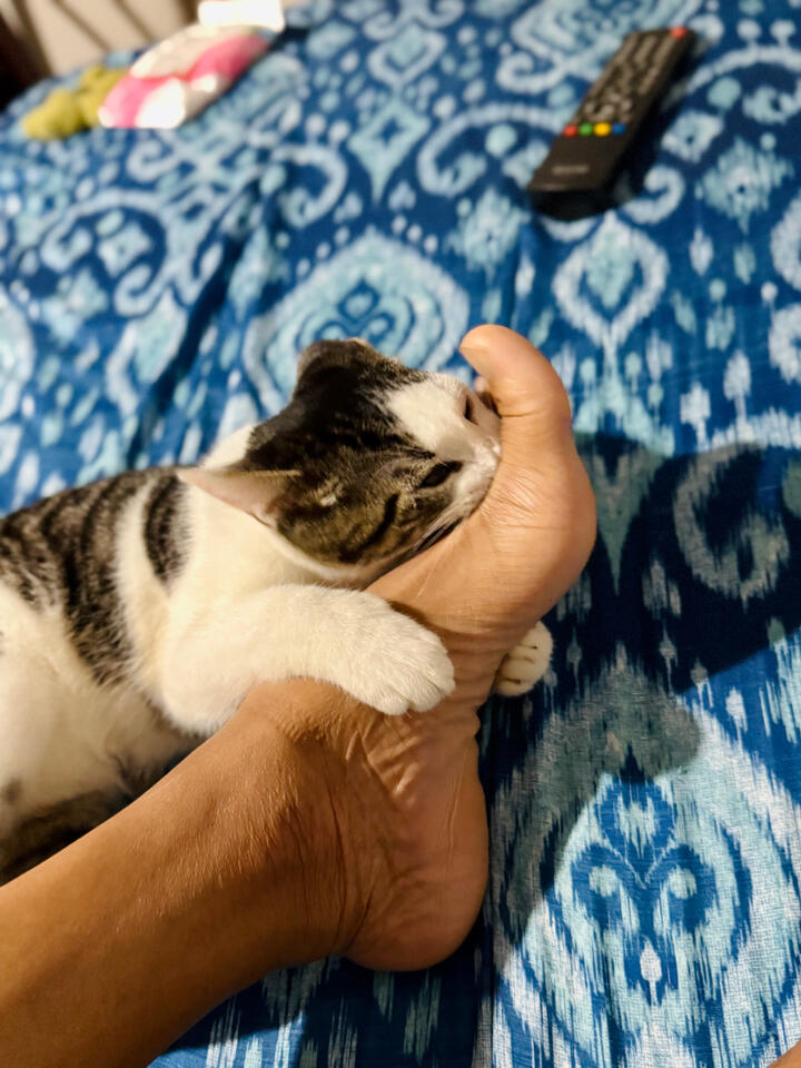 Adorable cat holding and nibbling feet with both paws while resting on the bed. Heartwarming, quirky pet personality captured in a cozy Florida home setting.