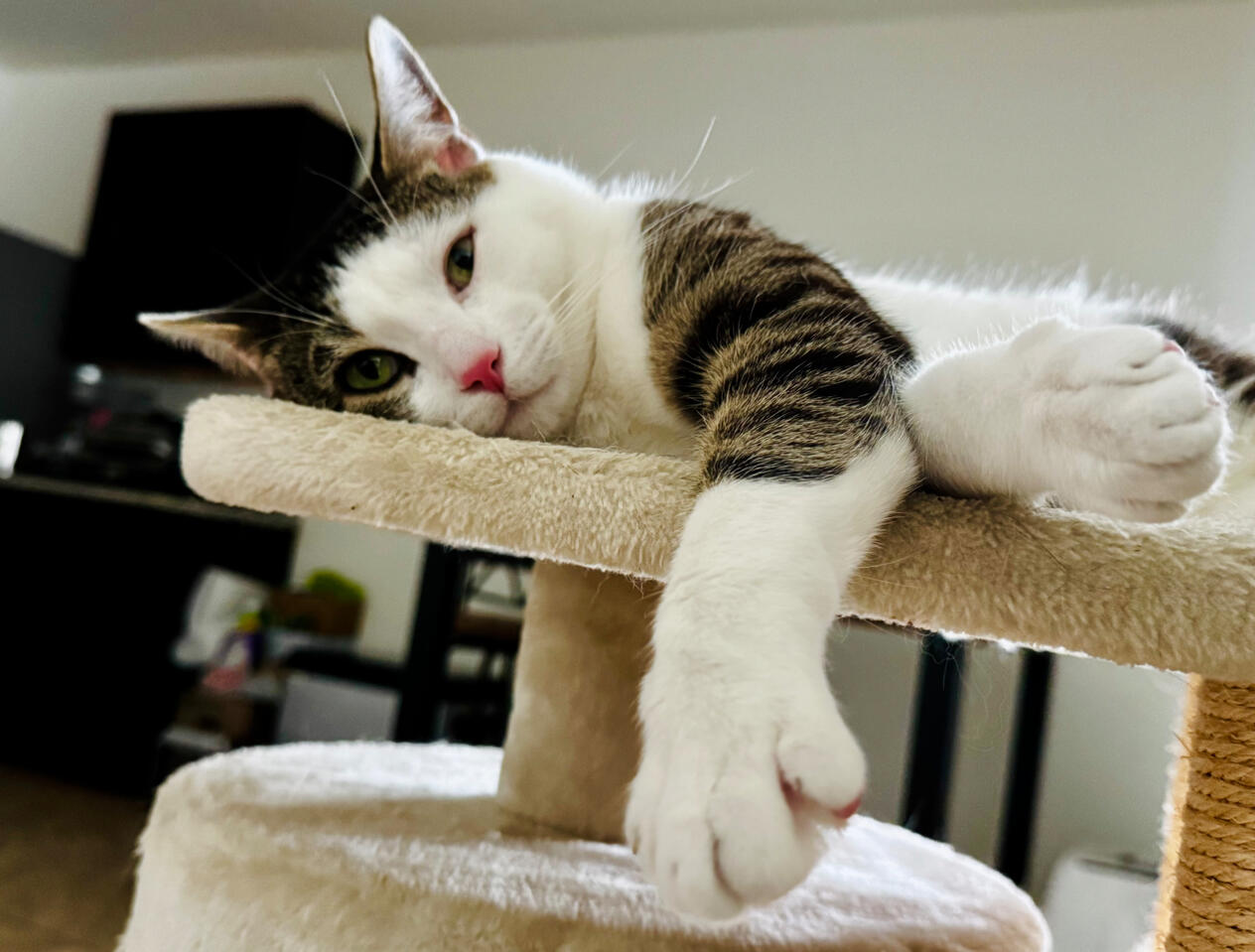 Sweet cat resting comfortably on a colorful bed. Warm and inviting home pet photography for cat lovers.