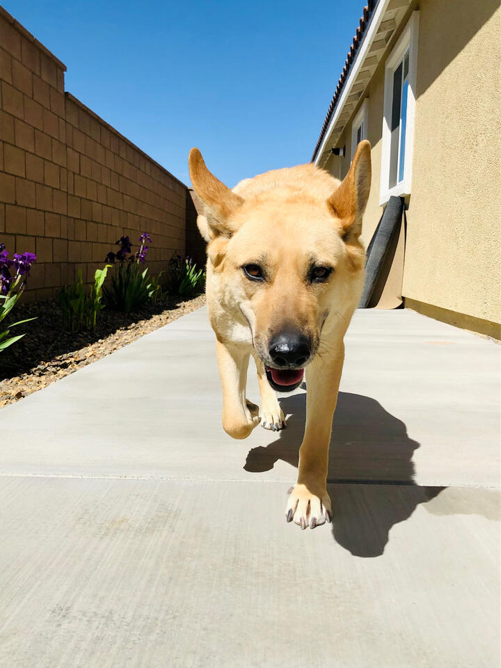 Cheerful tan German Shepard mix trotting through the side gate toward the backyard. Warm, welcoming pet photography perfect for dog lovers. Available as premium wall art prints. #FloridaPaws #DogWallArt #PetPhotography